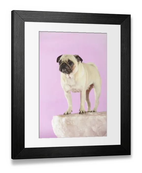 Framed Print : Pug, beige, bitch, studio shot, Austria, Europe