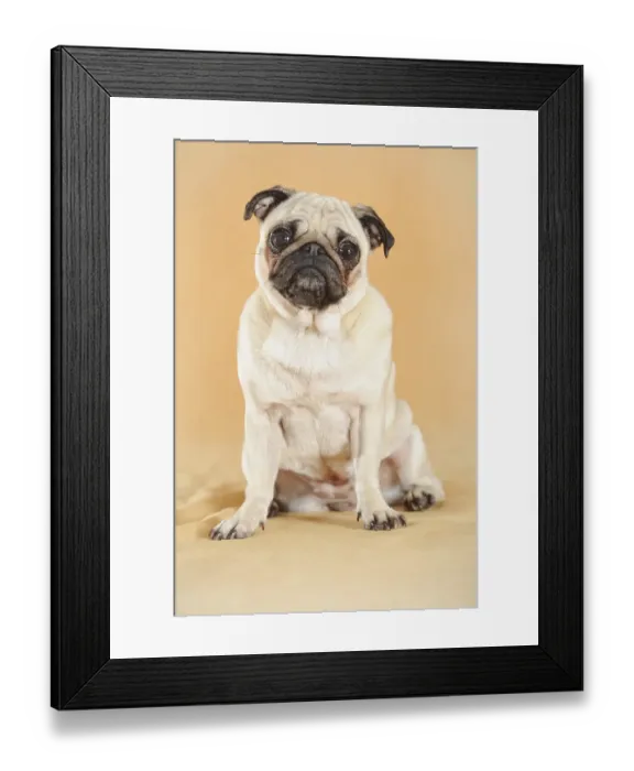 Framed Print : Pug, beige, bitch, sitting, studio shot Framed Print : Pug, beige, bitch, sitting, studio shot