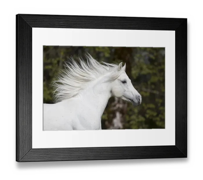 Framed Print : Thoroughbred Arabian grey stallion Framed Print : Thoroughbred Arabian grey stallion