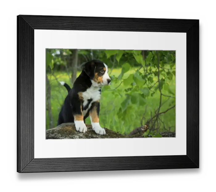 Framed Print : Greater Swiss Mountain Dog, puppy Framed Print : Greater Swiss Mountain Dog, puppy