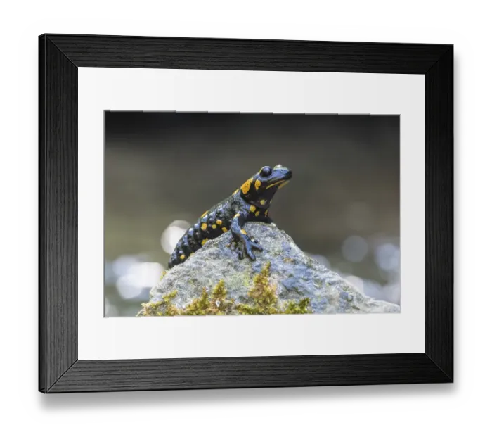 Framed Print : Fire salamander (Salamandra salamandra) sitting on stone