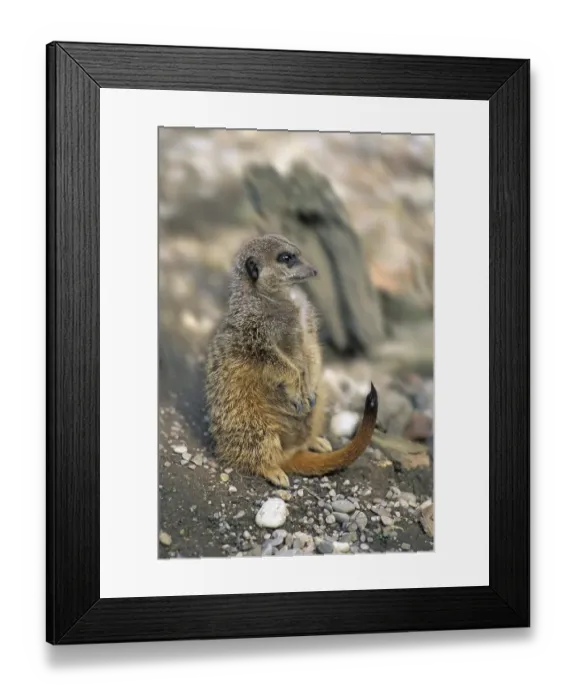 Framed Print : Suricate ( Suricata suricatta ) Framed Print : Suricate ( Suricata suricatta )