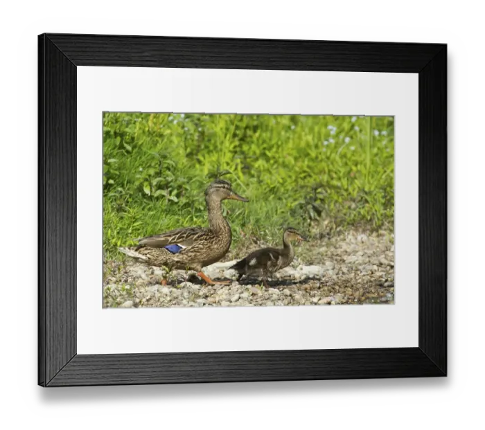 Framed Print : Mallard (Anas platyrhynchos) with chick