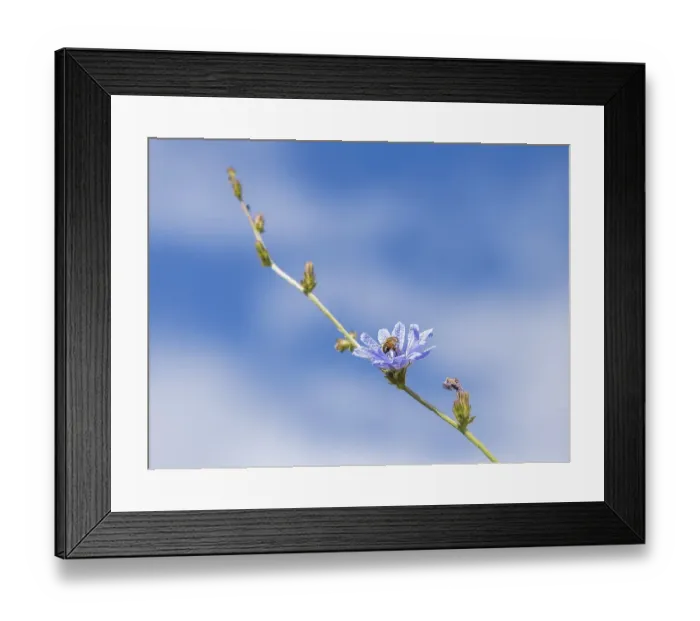 Framed Print : Honey bee (Apis) on common chicory (Cichorium intybus)
