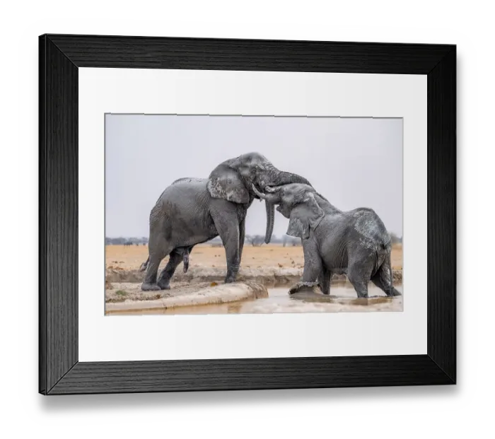 Framed Print : African elephant (Loxodonta africana) Framed Print : African elephant (Loxodonta africana)