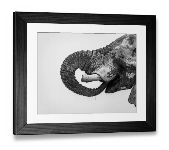 Framed Print : African elephant (Loxodonta africana)