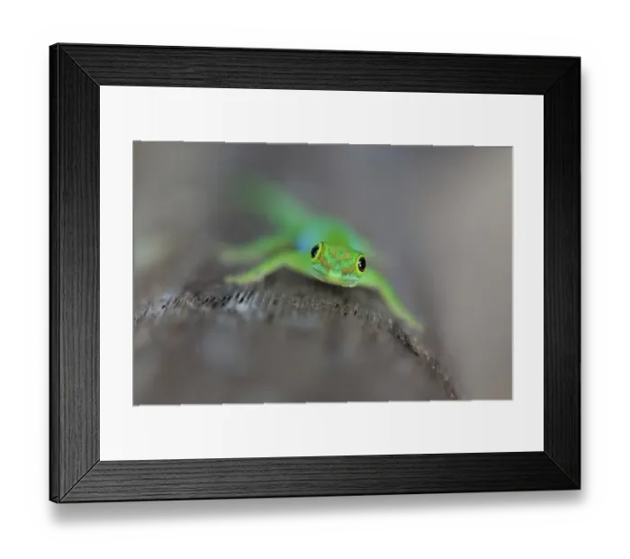 Framed Print : Small Seychelles day gecko (Phelsuma astriata semicarinata) on a palm tree