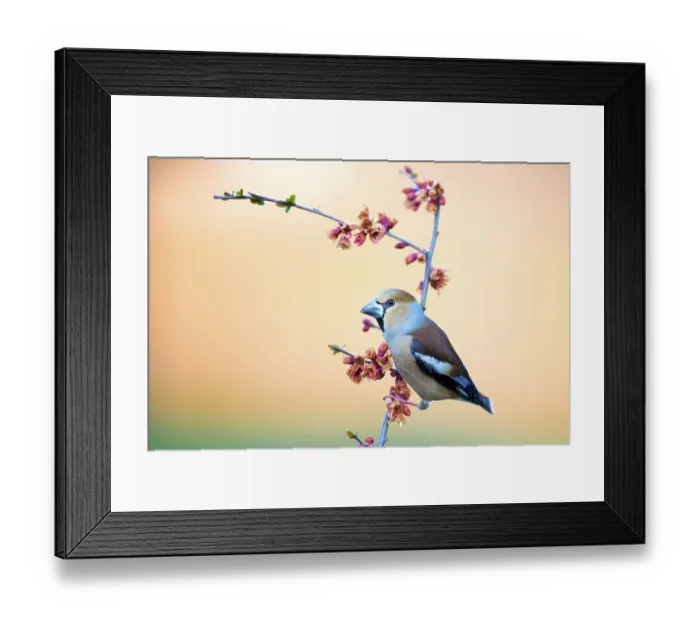 Framed Print : Hawfinch (Coccothraustes coccothraustes) sitting on a branch of flowering ornamental quince (Chaenomeles japonica) Framed Print : Hawfinch (Coccothraustes coccothraustes) sitting on a branch of flowering ornamental quince (Chaenomeles japonica)