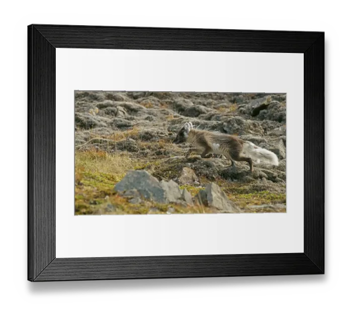 Framed Print : Arctic fox (Vulpes lagopus), Svalbard Framed Print : Arctic fox (Vulpes lagopus), Svalbard
