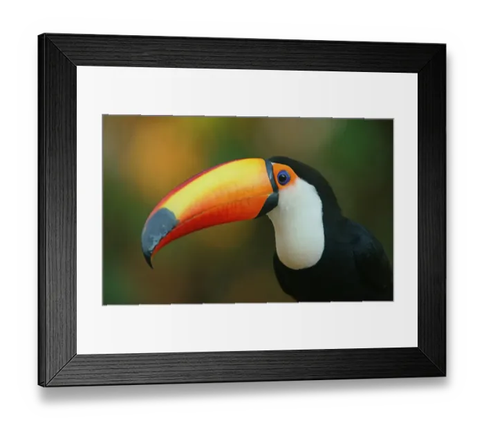 Framed Print : Toco toucan (Ramphastos toco), animal portrait Framed Print : Toco toucan (Ramphastos toco), animal portrait