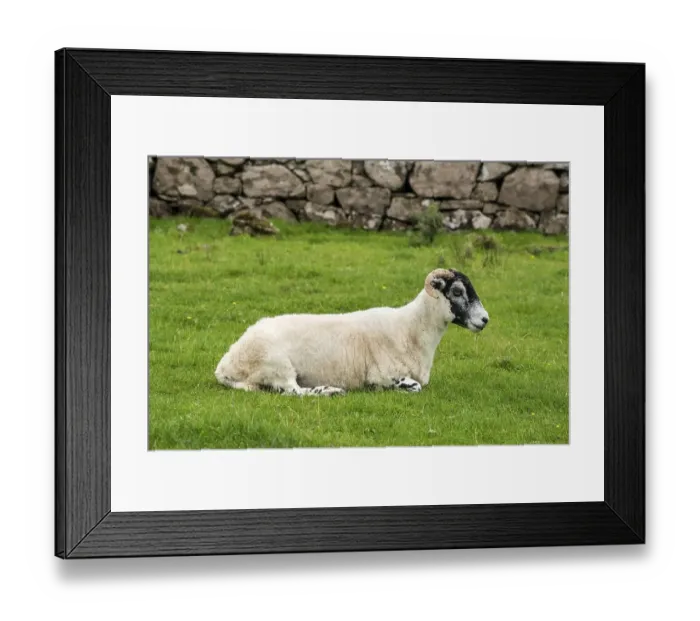 Framed Print : Dalesbred sheep lying in the grass Framed Print : Dalesbred sheep lying in the grass