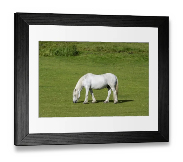 Framed Print : White domestic horse in a meadow