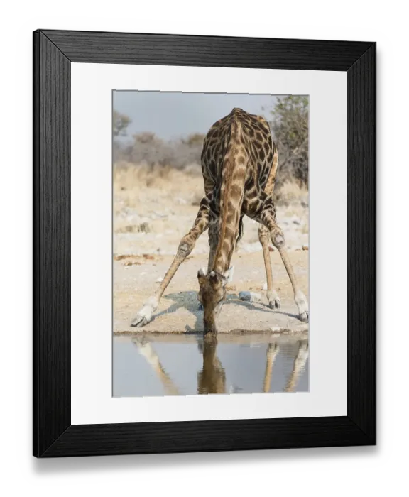 Framed Print : Giraffe (Giraffa camelopardalis) at the Kalkheuwel waterhole Framed Print : Giraffe (Giraffa camelopardalis) at the Kalkheuwel waterhole