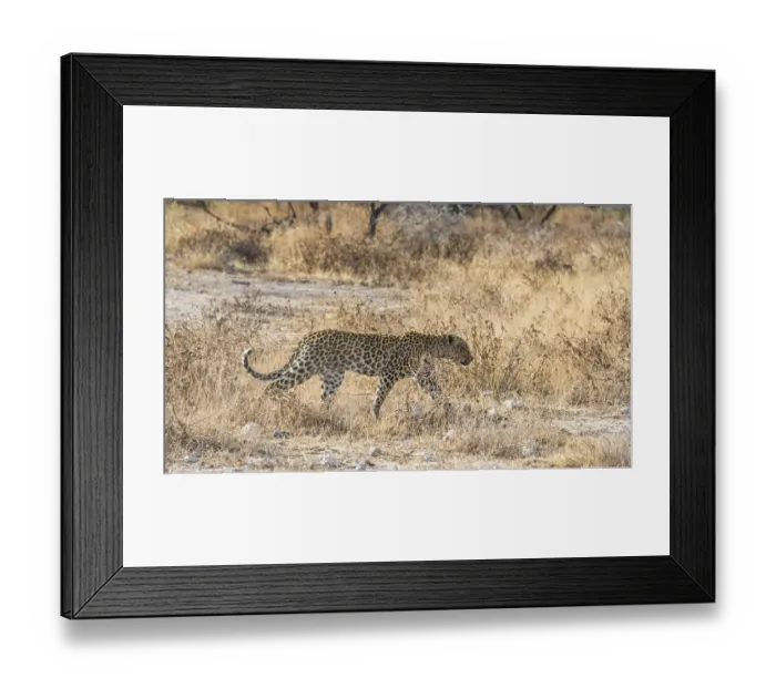 Framed Print : Leopard (Panthera pardus), Etosha National Park Framed Print : Leopard (Panthera pardus), Etosha National Park