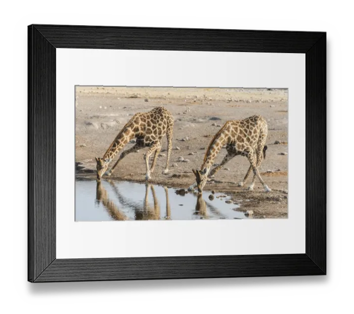 Framed Print : Two Giraffes (Giraffa camelopardis) drinking
