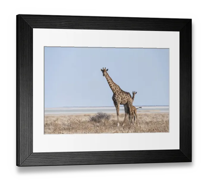 Framed Print : Giraffe (Giraffa camelopardis) with young standing in the dry grass land Framed Print : Giraffe (Giraffa camelopardis) with young standing in the dry grass land
