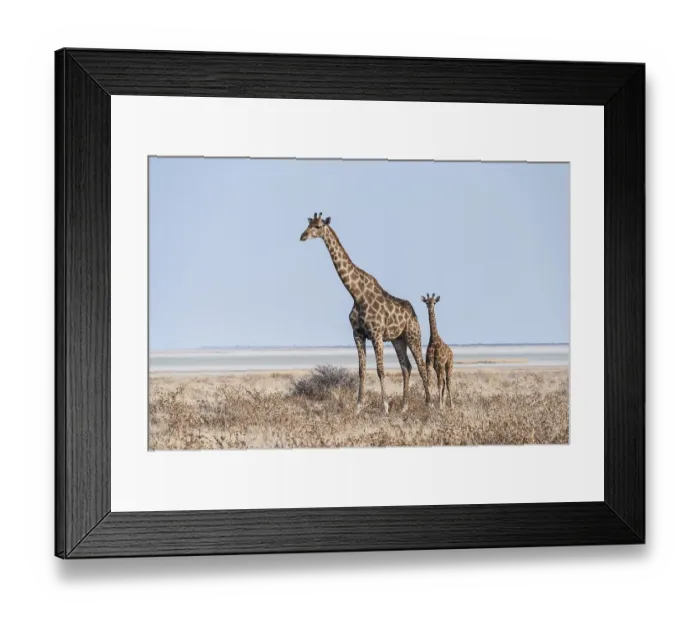 Framed Print : GGiraffe (Giraffa camelopardis) with young standing in the dry grass land