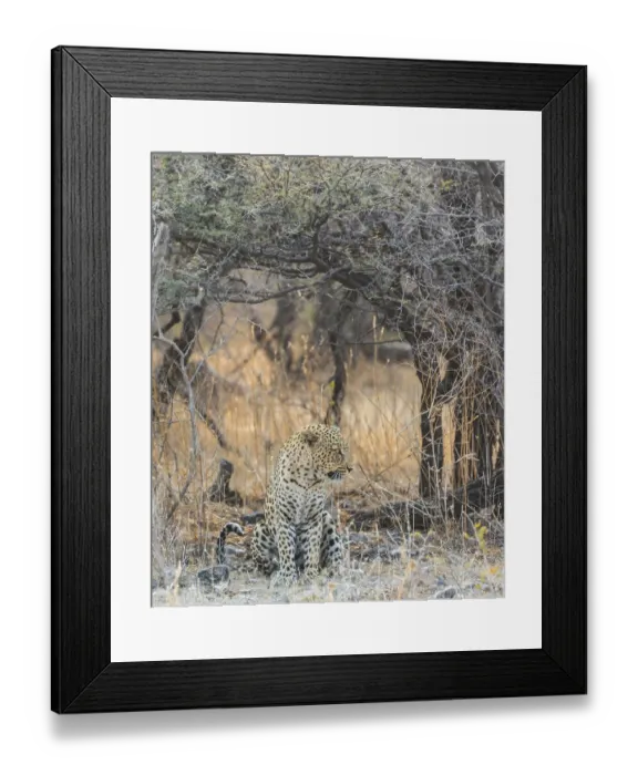 Framed Print : Leopard (Panthera pardus) sitting under a dry tree on stony ground