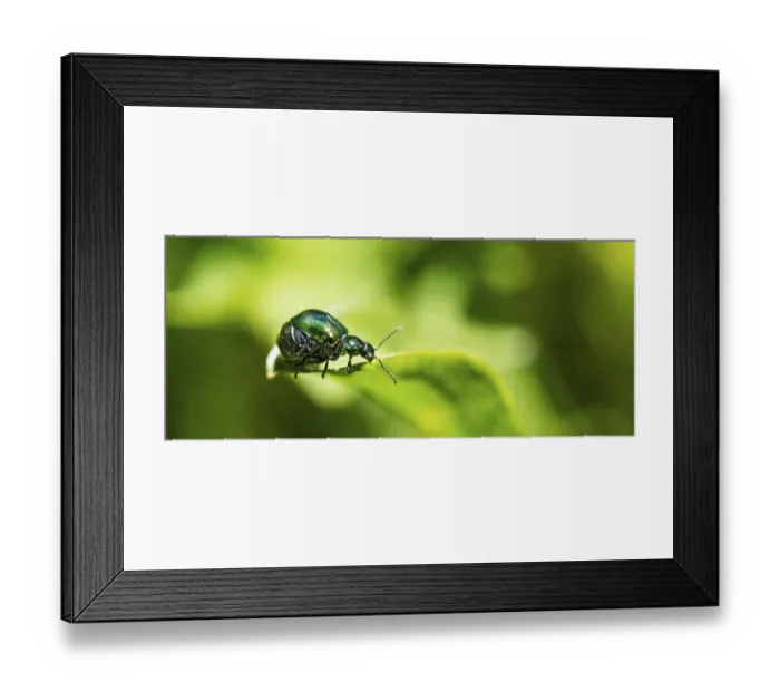 Framed Print : Green Dock Beetle (Gastrophysa viridula)
