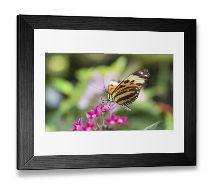 Framed Print : Xanthocles longwing (Heliconius xanthocles) sitting on pink flower