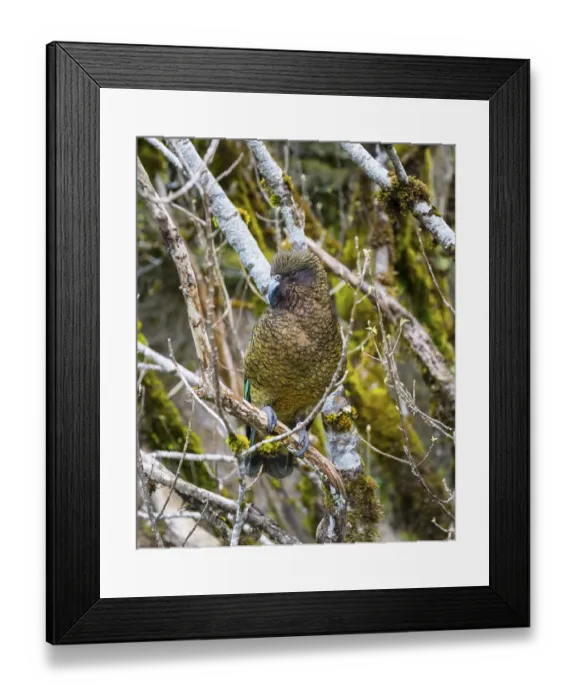 Framed Print : Kea (Nestor notabilis), adult sitting in tree Framed Print : Kea (Nestor notabilis), adult sitting in tree