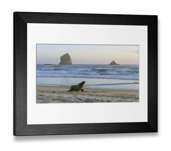 Framed Print : New Zealand sea lion (Phocarctos hookeri)