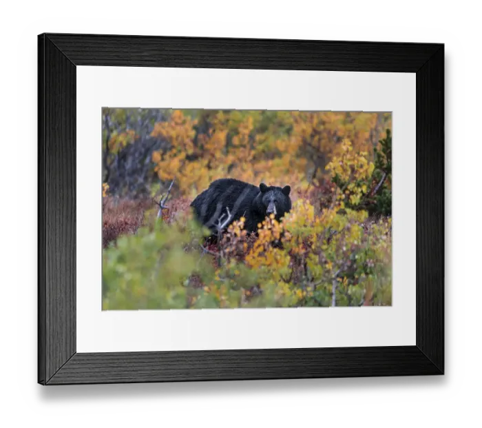 Framed Print : American Black Bear (Ursus americanus) in an autumnal bush