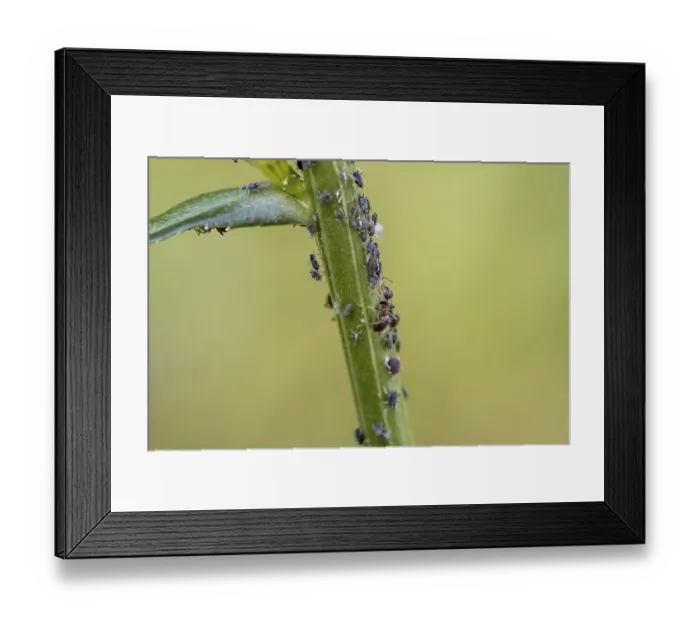 Framed Print : Ant ( Formicidae) milks Aphids ( Aphidoidea) on plant Framed Print : Ant ( Formicidae) milks Aphids ( Aphidoidea) on plant
