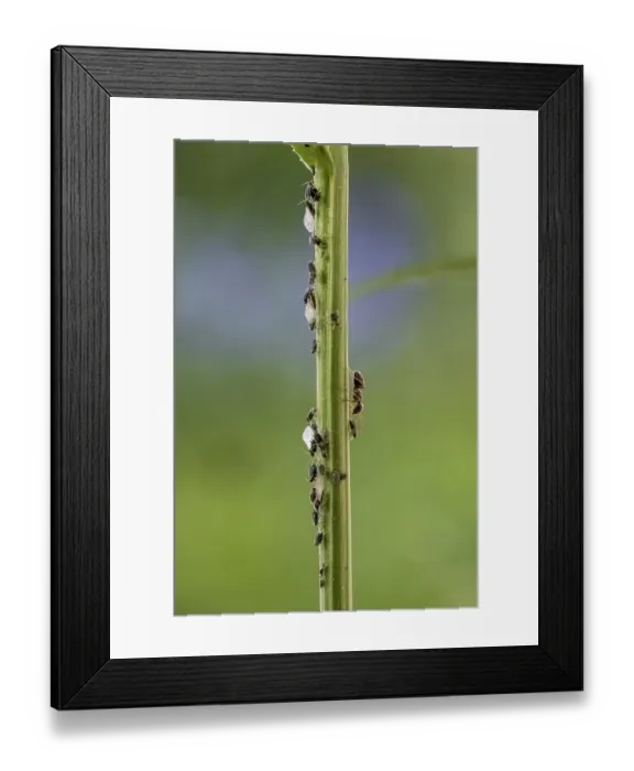 Framed Print : Ant ( Formicidae) milks Aphids ( Aphidoidea) on plant Framed Print : Ant ( Formicidae) milks Aphids ( Aphidoidea) on plant