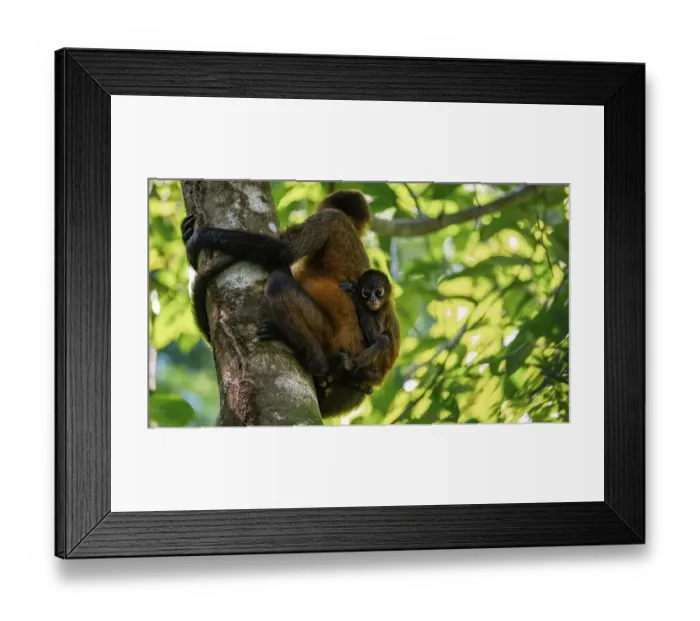 Framed Print : Geoffroy's spider monkey (Ateles geoffroyi) with juvenile climbing a tree in the jungle