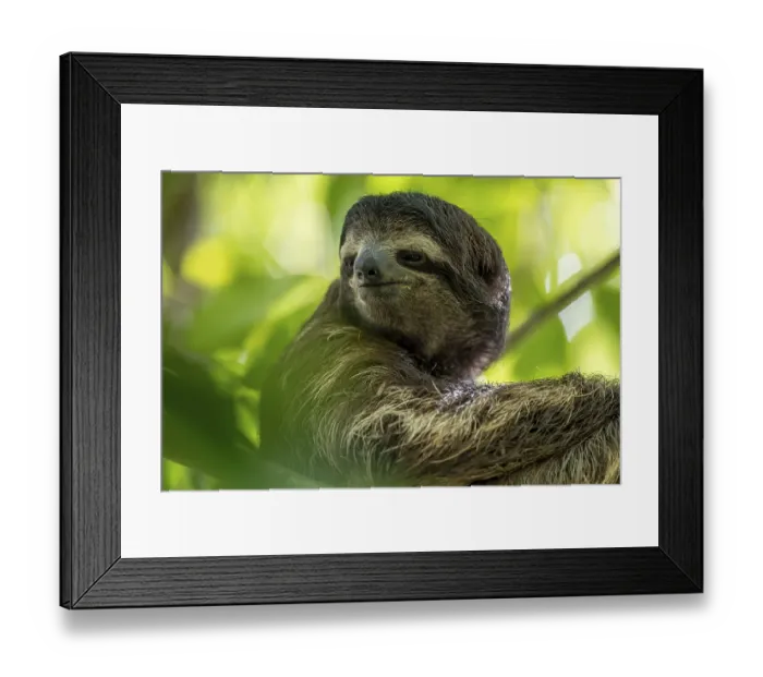Framed Print : Brown-throated sloth (Bradypus variegatus) in a tree Framed Print : Brown-throated sloth (Bradypus variegatus) in a tree