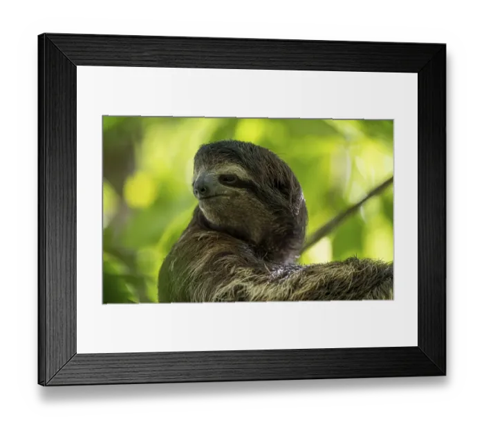 Framed Print : Brown-throated sloth (Bradypus variegatus) in a tree