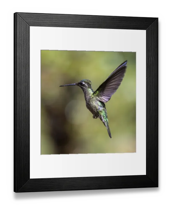 Framed Print : Violet-crowned Brilliant Hummingbird (Eugenes fulgens syn) Framed Print : Violet-crowned Brilliant Hummingbird (Eugenes fulgens syn)