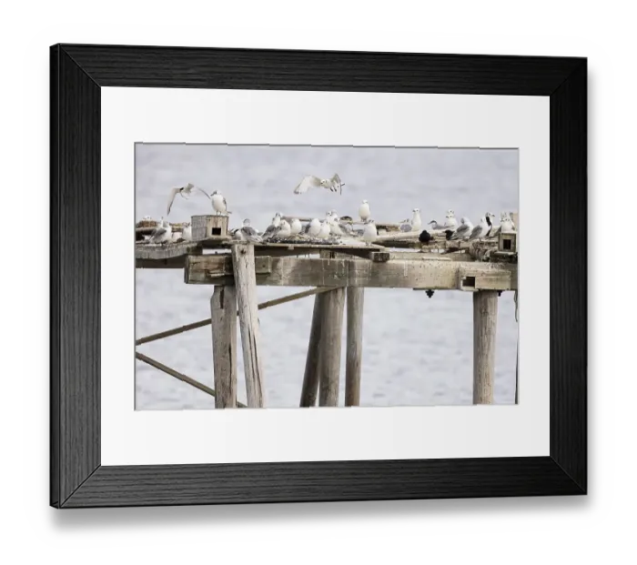 Framed Print : Kittiwake (Rissa tridactyla) flying over a breeding platform and chasing Arctic tern (Sterna paradisaea)