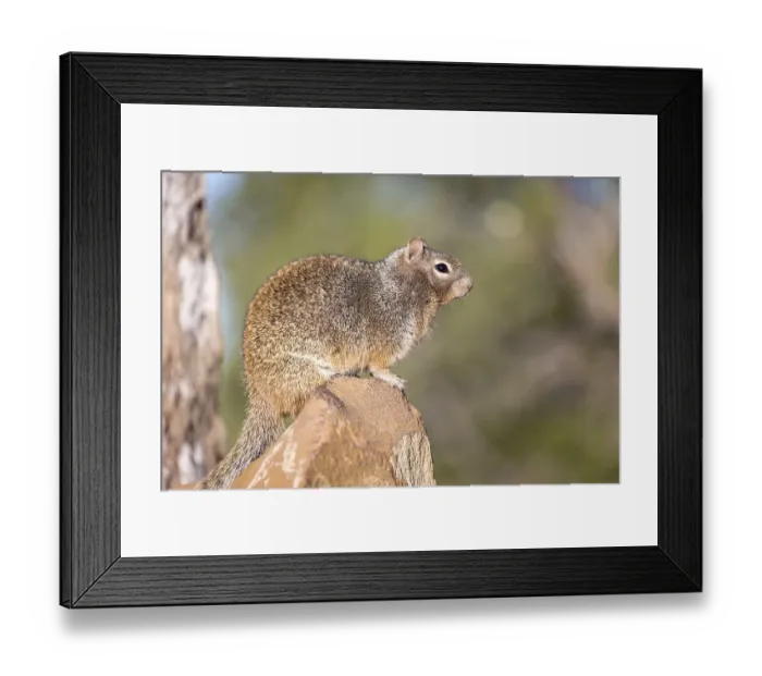 Framed Print : Rock squirrel (otospermophilus variegatus)
