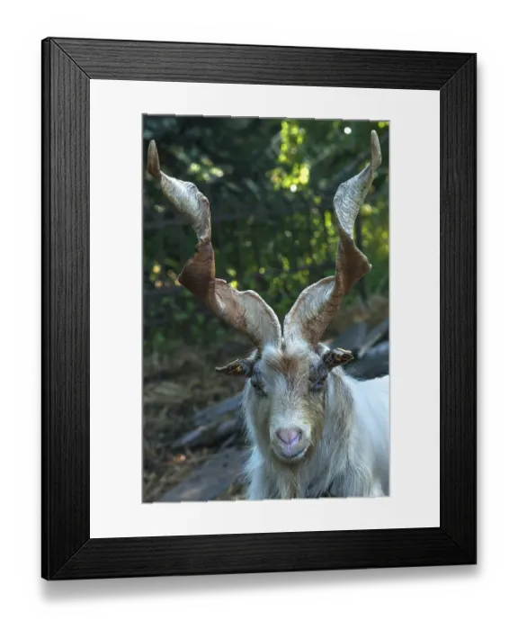 Framed Print : Girgentana goat (Capra), captive