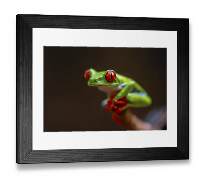 Framed Print : Red-eyed tree frog (Agalychnis callidryas)