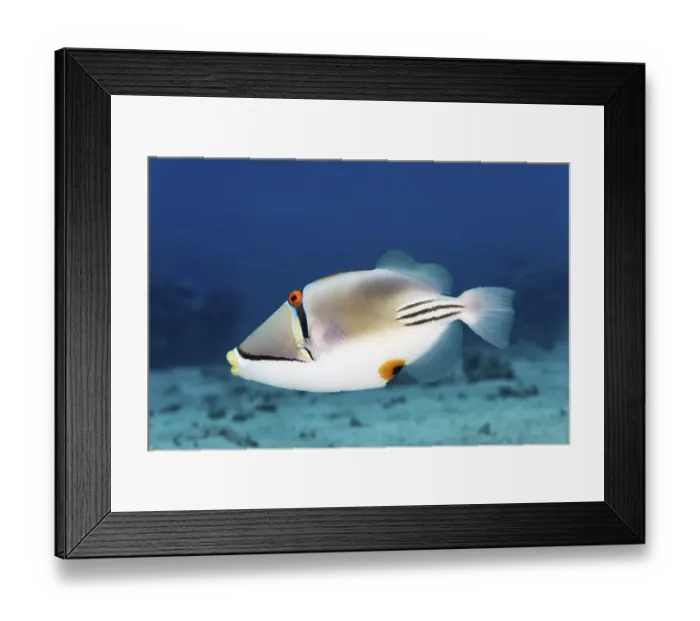 Framed Print : Arabian Picasso triggerfish (Rhinecanthus assasi)