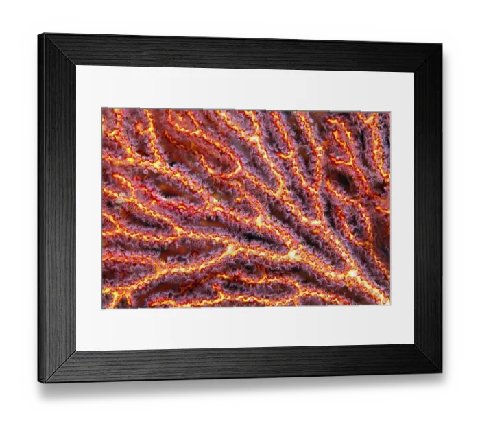 Framed Print : Coral polyps at mopsella sea fan (pugella sp) Framed Print : Coral polyps at mopsella sea fan (pugella sp)