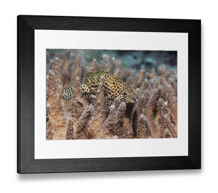 Framed Print : Honeycomb grouper (Epinephelus merra)