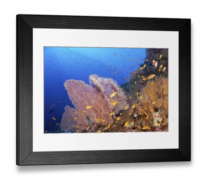 Framed Print : Coral reef densely overgrown with Gorgonians (Gorgonacea)