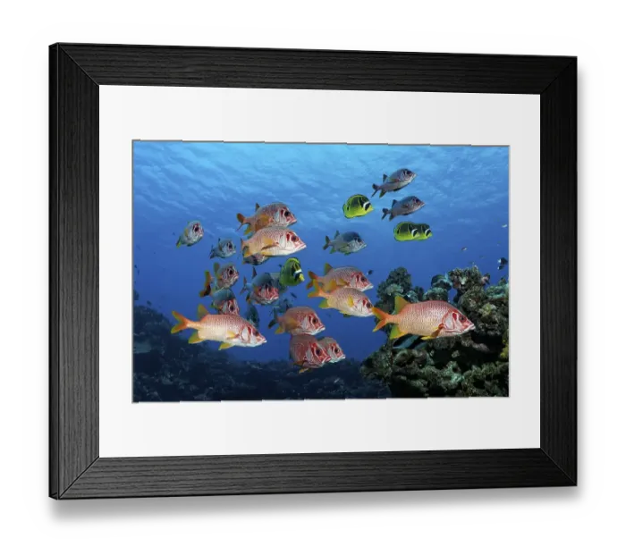 Framed Print : Diver observes swarm Sabre squirrelfish (Sargocentron spiniferum) Framed Print : Diver observes swarm Sabre squirrelfish (Sargocentron spiniferum)