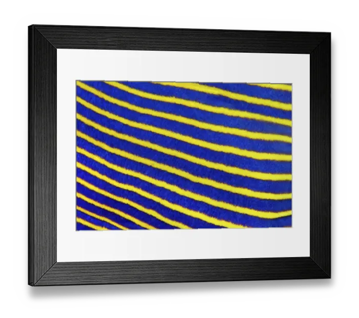 Framed Print : Scale Emperor Angelfish (Pomacanthus imperator)