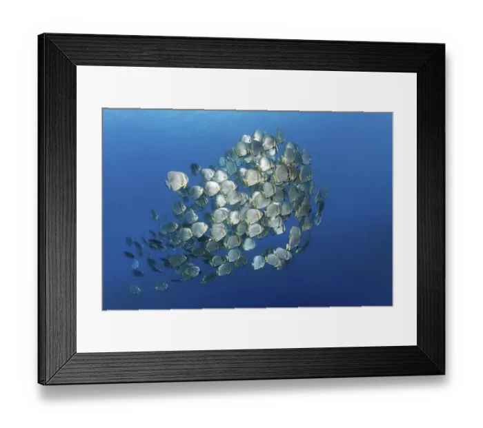 Framed Print : Large school of fish Orbicular batfish (Platax orbicularis)