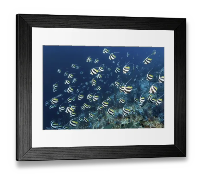 Framed Print : False moorish idol (Heniochus diphreutes) swims over coral reef