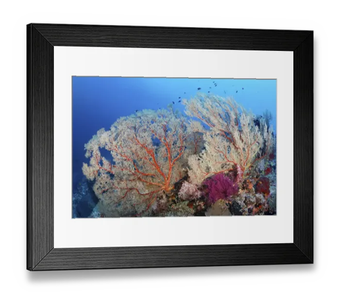 Framed Print : Coral reef with large Melithaea gorgonians (Melithaea sp)