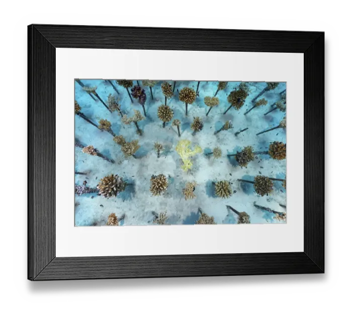 Framed Print : Coral breeding of stony corals (Scleractinia) on metal tubes Framed Print : Coral breeding of stony corals (Scleractinia) on metal tubes