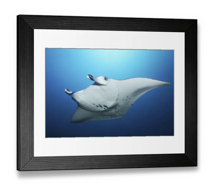 Framed Print : Reef manta ray (Manta alfredi) swims in blue water