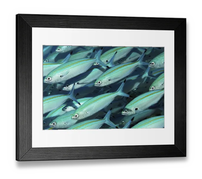 Framed Print : Shoal of gold-band fusilier (Pterocaesio chrysozona)