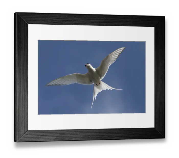 Framed Print : Arctic tern (Sterna paradisaea) in flight Framed Print : Arctic tern (Sterna paradisaea) in flight